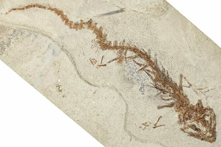 Fossil Salamander (Chelotriton) - Gračanica, Bosnia #350877